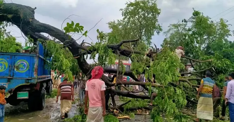 ঢাকা-পাবনা মহাসড়কে গাছ
